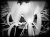 Infrared or Near Infrared : 