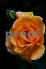 Altered Offerings : This is by far my favorite gallery. I love to create visual art. 
Janine